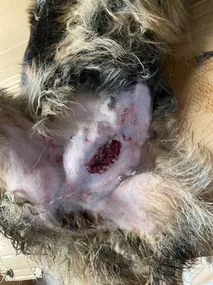 Veterinary Expert in Surgery(Ear Cropping,Tail Docking Etc)