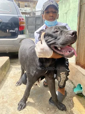 Veterinary Professional in Vaccination,Tick Treatment, Deworming