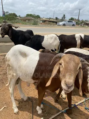 Healthy Big Ram Available