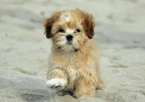 1-3 months Male Purebred Lhasa Apso