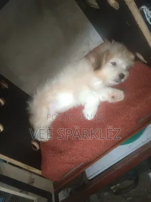 1-3 months Male Purebred Lhasa Apso