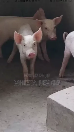 Large White Piglet Available