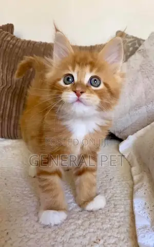 1-3 months Female Purebred Maine Coon