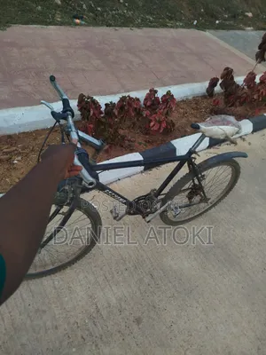 Adult Bicycle