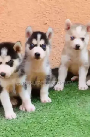1-3 months Male Purebred Siberian Husky