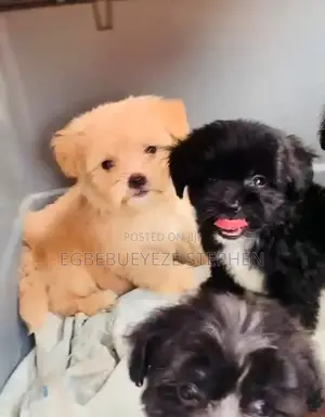 1-3 months Male Purebred Lhasa Apso