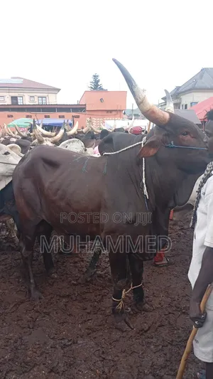Animal in Good Health for Sale