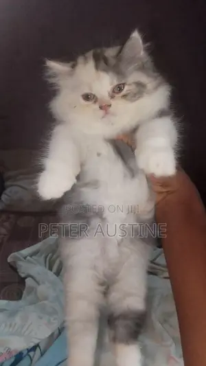1-3 months Female Purebred Persian