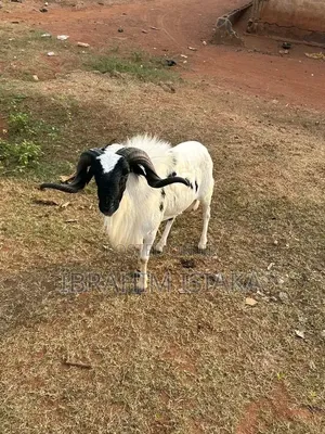 Livestock for Sale