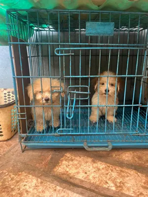 1-3 months Male Purebred Lhasa Apso