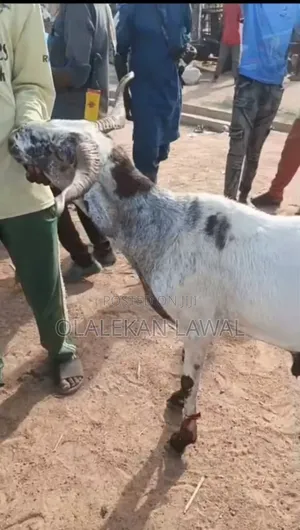 Ileya Rams