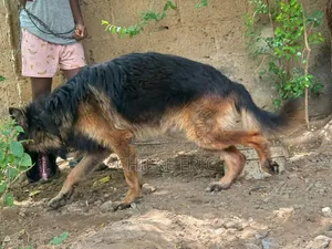 1+ year Male Purebred German Shepherd