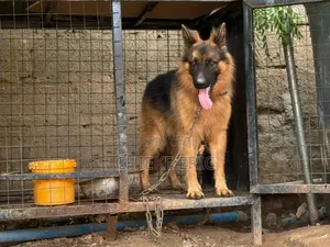 1+ year Male Purebred German Shepherd