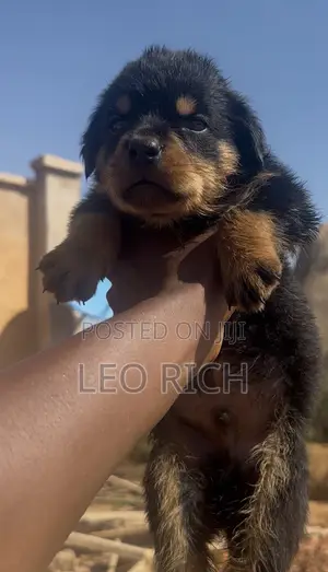 1-3 months Male Purebred Rottweiler