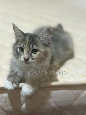 1-3 months Female Purebred Turkish Angora