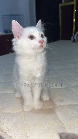 1-3 months Male Purebred Turkish Angora