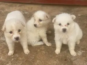 1-3 months Female Purebred American Eskimo