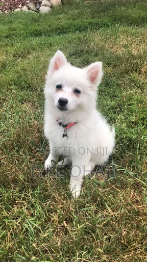 1-3 months Female Purebred American Eskimo