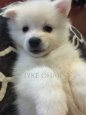 1-3 months Male Purebred American Eskimo