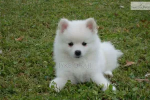 1-3 months Female Purebred American Eskimo