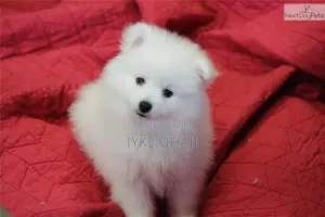 1-3 months Female Purebred American Eskimo