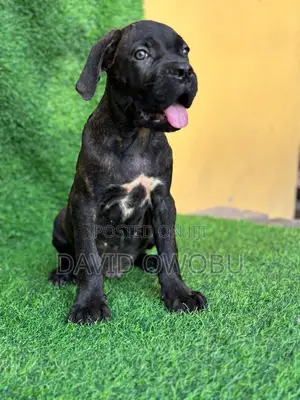 1-3 months Male Purebred Cane Corso