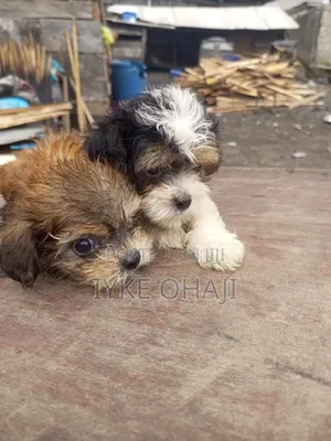 1-3 months Male Purebred Lhasa Apso