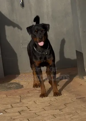 1+ year Male Purebred Rottweiler