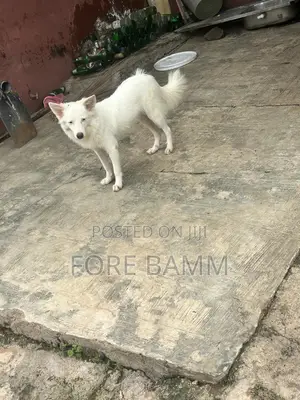 6-12 months Male Purebred American Eskimo