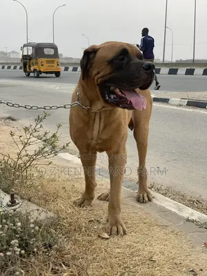 1+ year Male Purebred Boerboel
