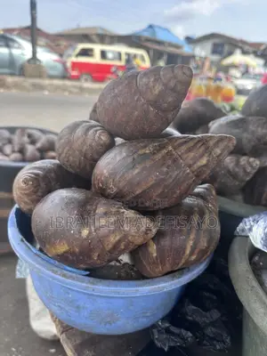 Fresh Giant African Snails (Live / Fresh Harvest) – Healthy Big Size