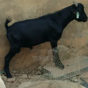 Hegoat Hausa Breed