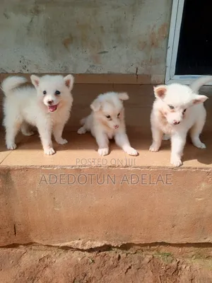 1-3 months Male Purebred American Eskimo