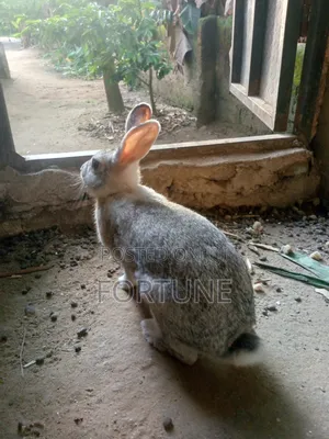 Female Rabbit