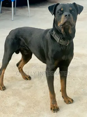 1+ year Male Purebred Rottweiler