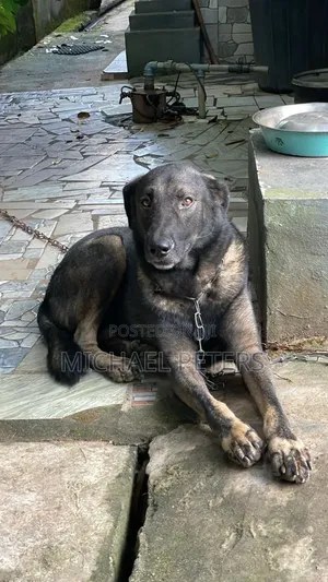 1+ year Male Purebred German Shepherd