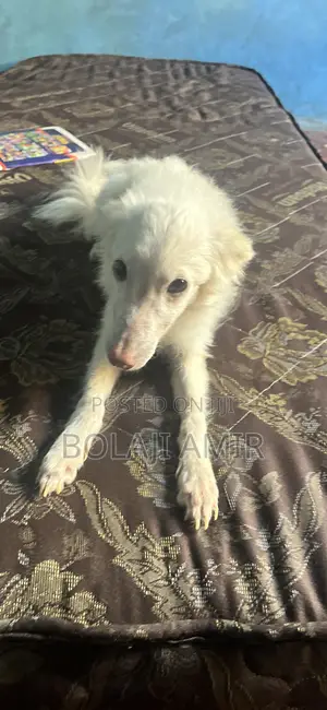 6-12 months Male Purebred American Eskimo