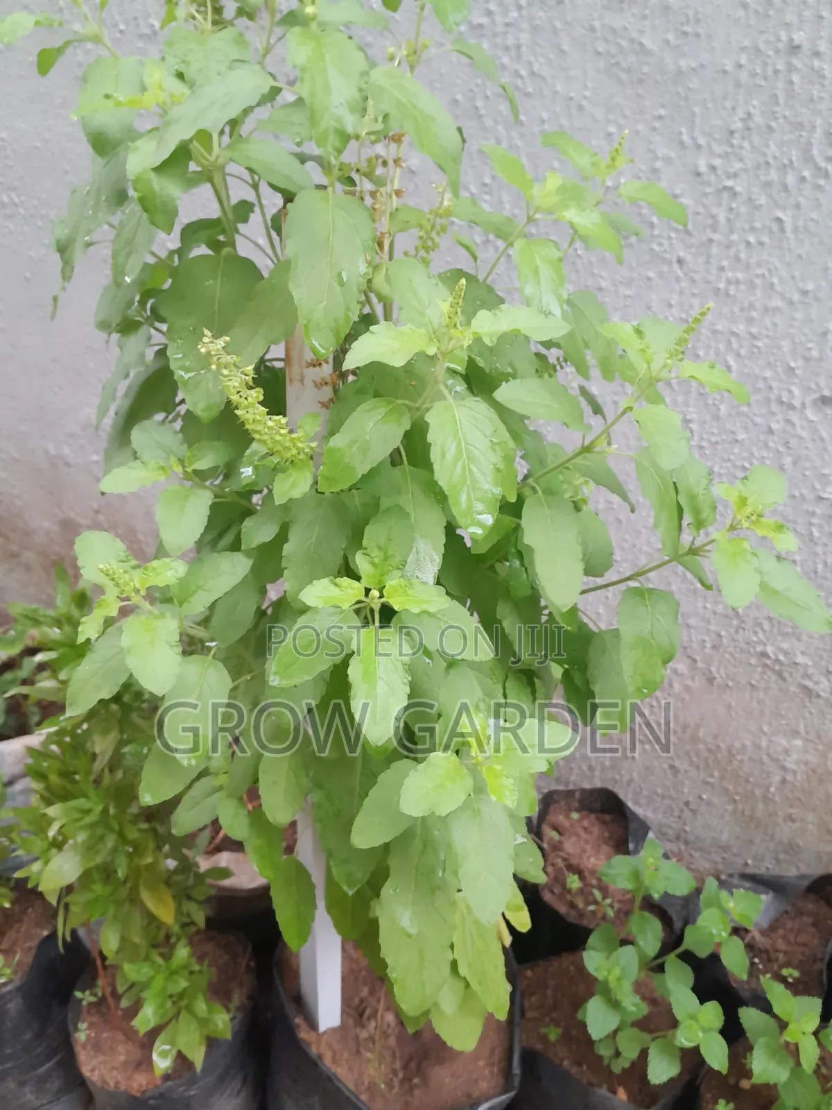 Holy Basil