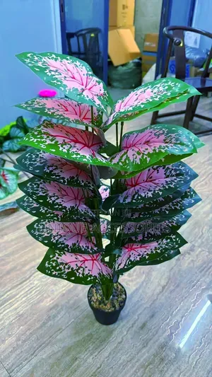 Flower Plants for Homes Offices