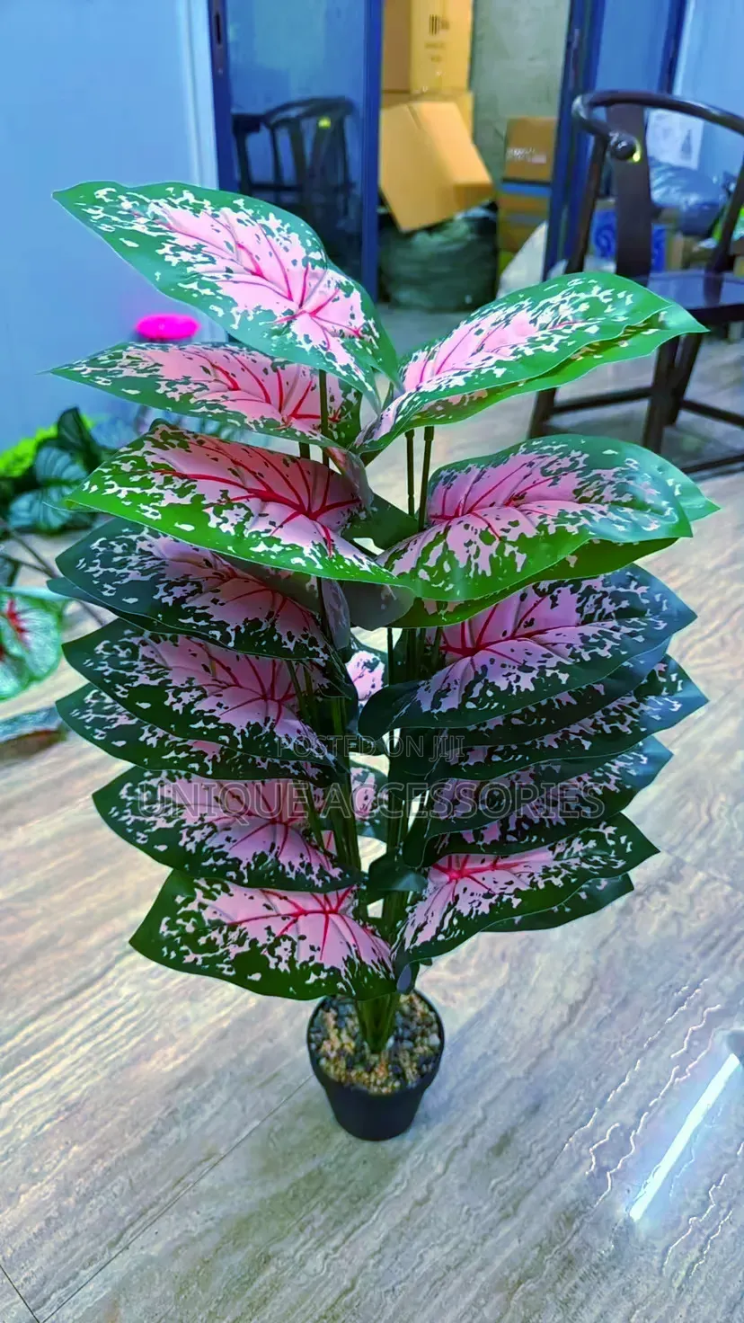 Flower Plants for Homes Offices
