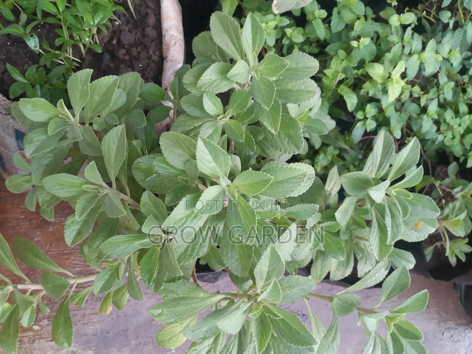Panadol Plant