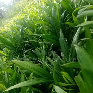 Malaysia Supergene Seedlings Invest Now and Become a Billionaire