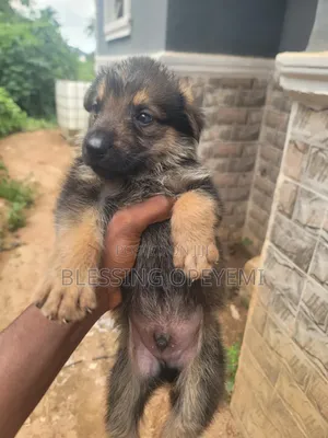 1-3 months Female Purebred German Shepherd