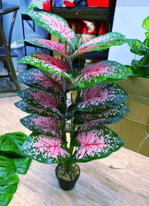 Flower Plants for Homes Offices
