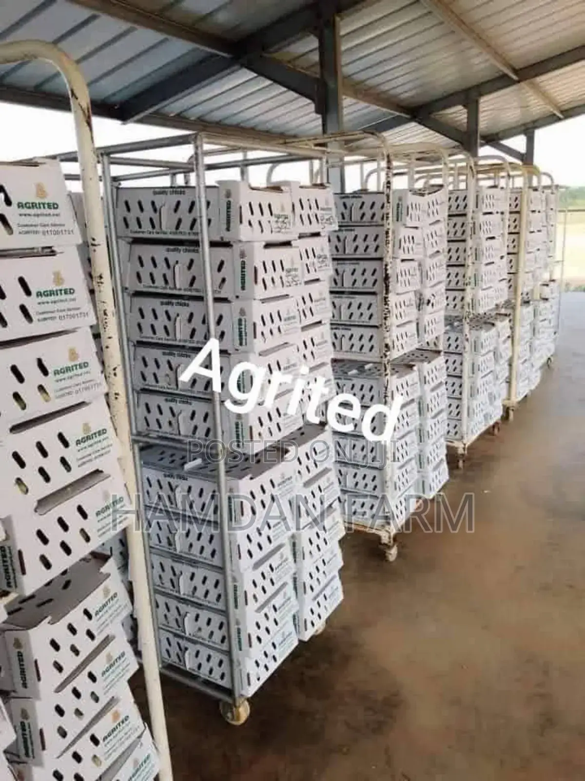 Hamdan Farm