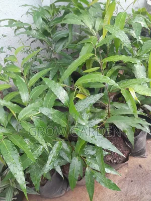 Masquerade Plant