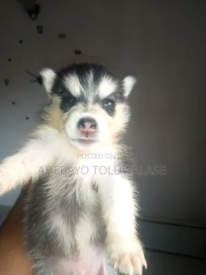 0-1 month Male Purebred Siberian Husky