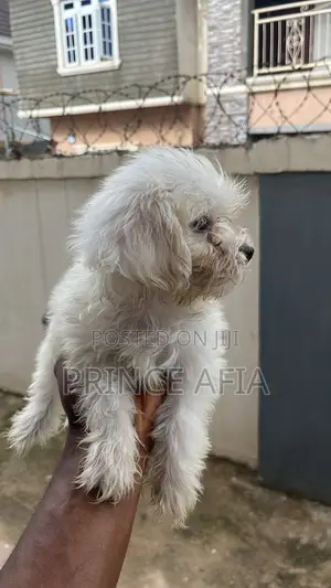1-3 months Male Purebred Lhasa Apso