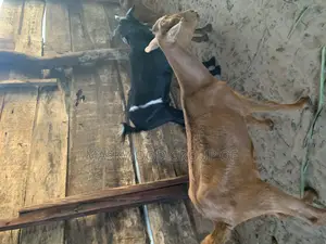Buy Your Well Fed Goats From Here