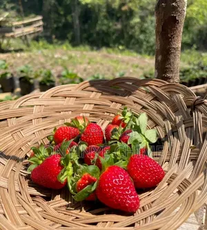 Strawberry Seedlings